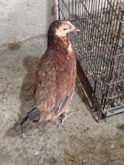 Golden Misri Ready Hens for Sale | Near Egg Production