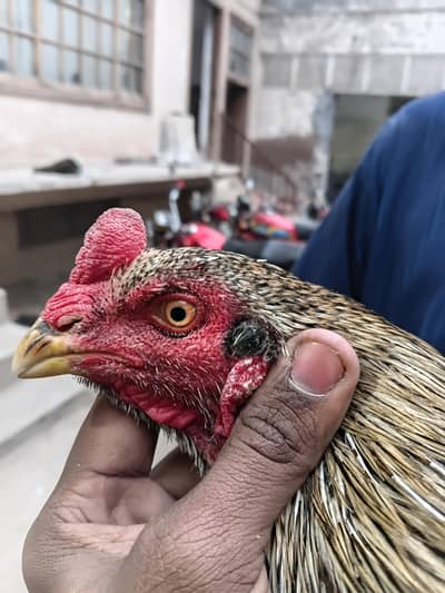 Aseel Murgha Jaawa Mianwali