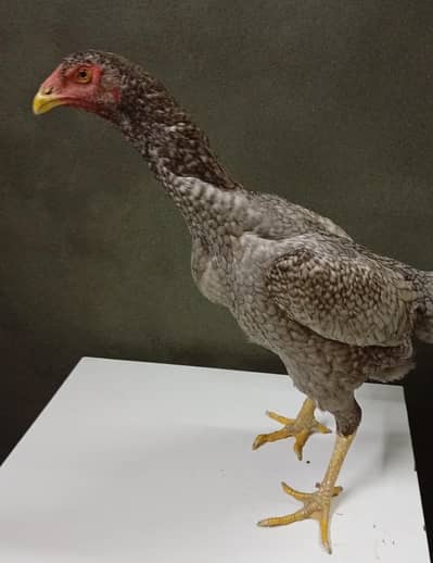 pure shamo females Coco colour shamo