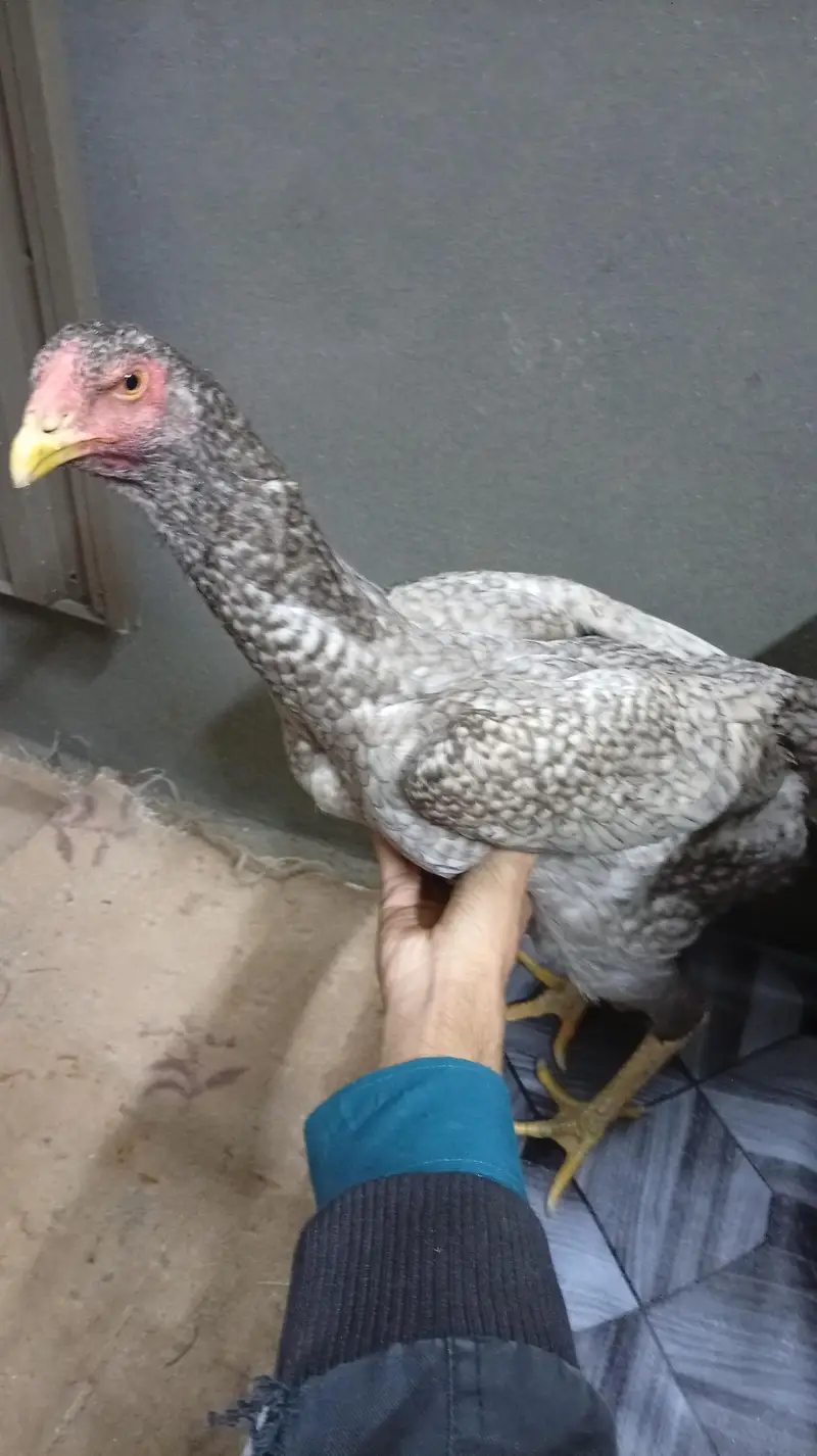 pure shamo females Coco colour shamo — photo 2