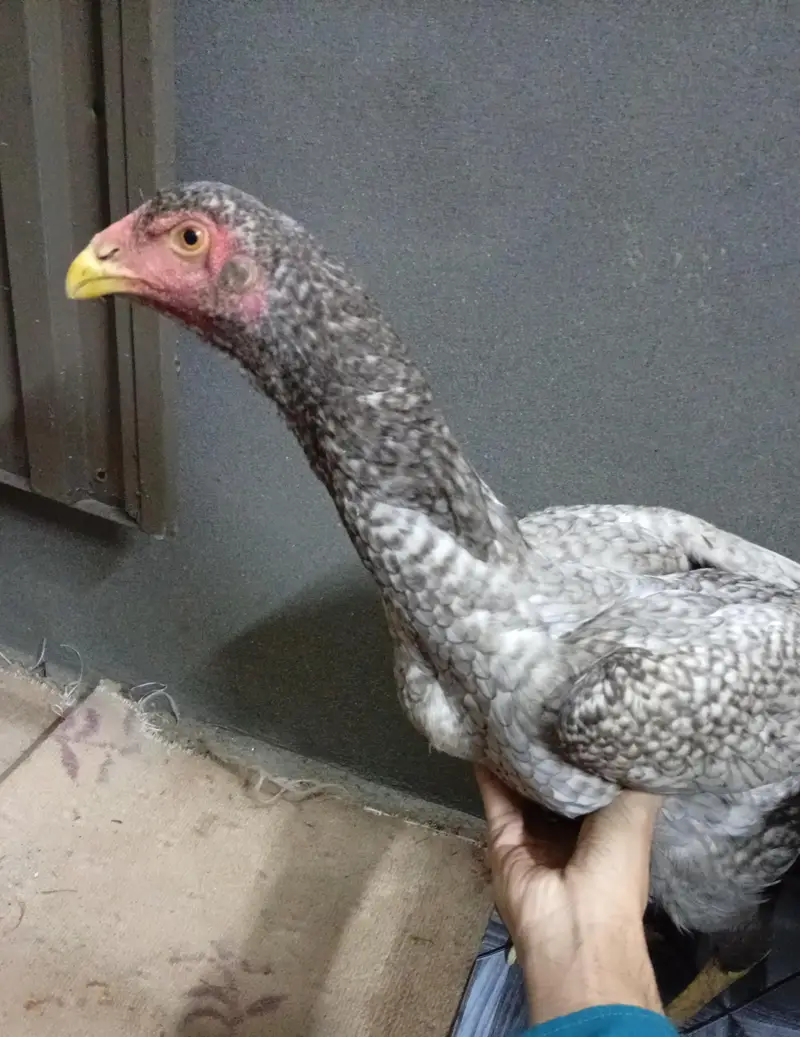 pure shamo females Coco colour shamo — photo 3