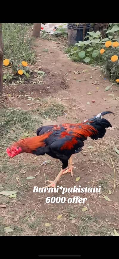 Aseel murga for sale