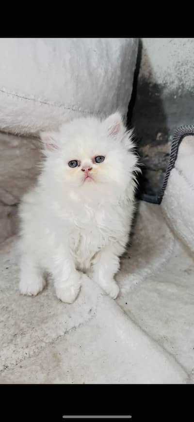 Persian kittens for sale