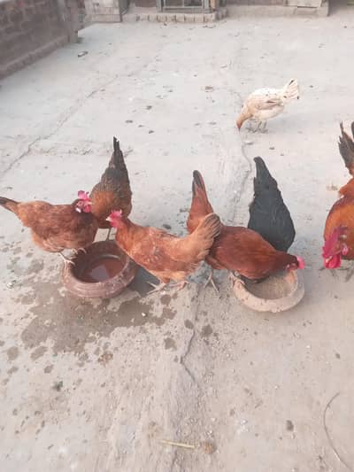 Desi murghia egg laying | egg laying murgi