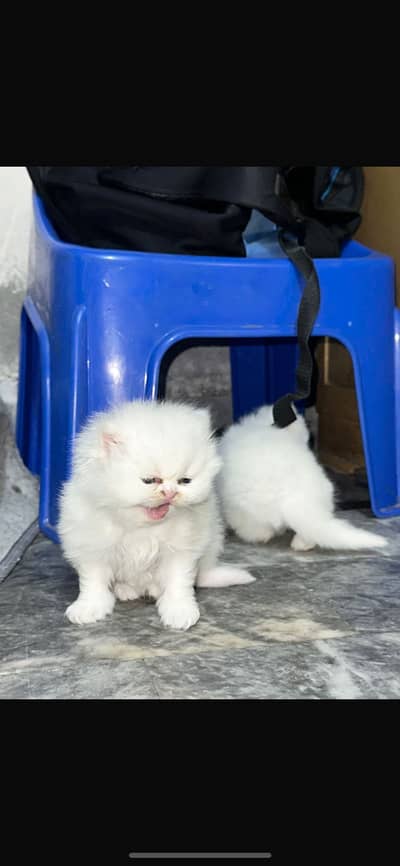 Persian kittens for sale
