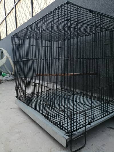 American fantail breeder pair /cage /pinjra