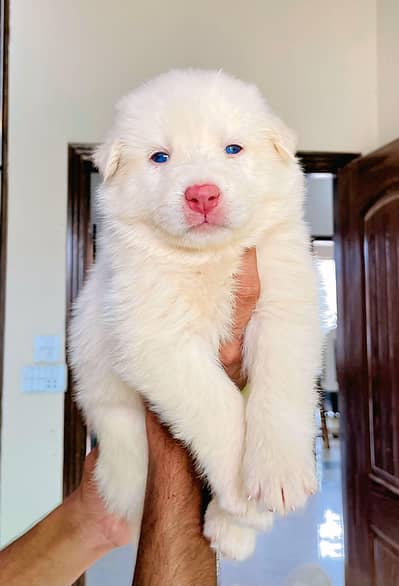 Siberian husky puppy