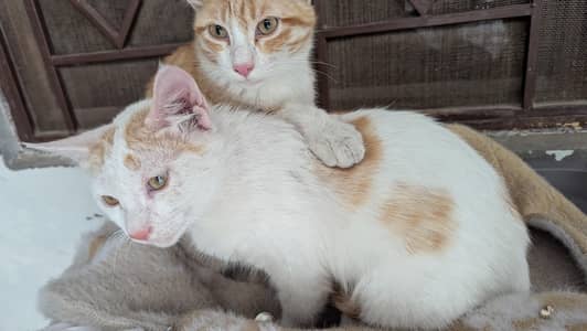 Male cats for adoption