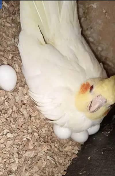 100% breeder piar Arjunt sell only serious buyers