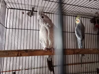 100% breeder piar Arjunt sell only serious buyers