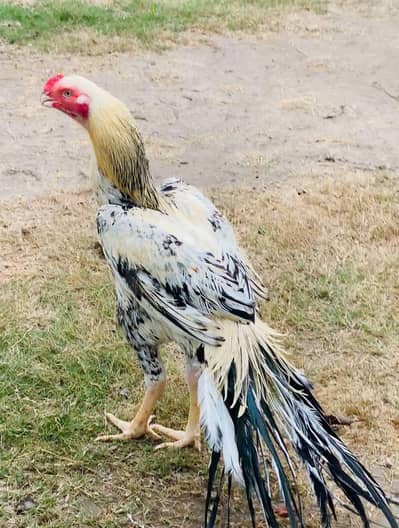 Indian long tail parret beak aseel male for sale 03057262136