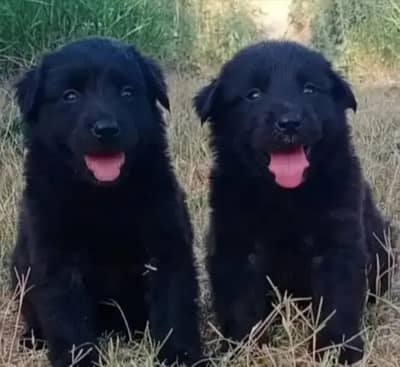 German shepherd | Puppy | GSD | Dog for sale | Long coat