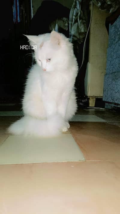 Persian cat child partner