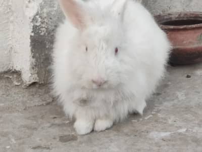 angora rabbits