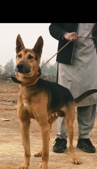 Alsatian bagiyadi full security dog male available for sale