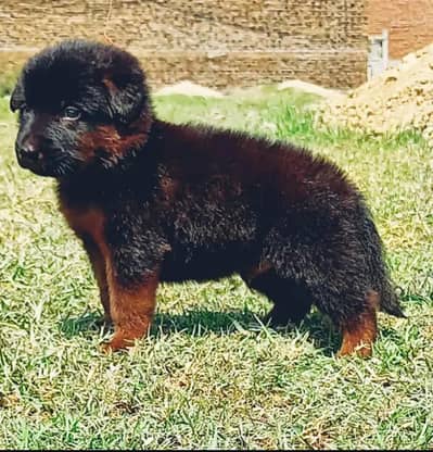 German Shepherd | black n tan Shepherd | gsd dog | puppy |puppies
