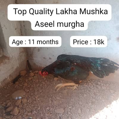 Aseel | lakha |mushka | jawa | lasani | oldbloodline aseel murgha