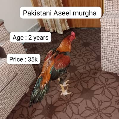 Aseel | lakha |mushka| jawa |lasani |oldbloodline aseel murgha |begum