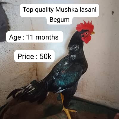 Aseel | lakha |mushka| jawa |lasani |oldbloodline aseel murgha |begum