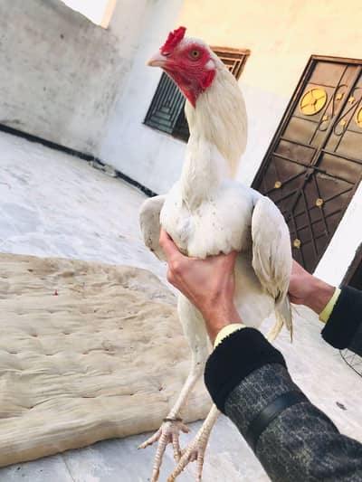 ful white papar aseel