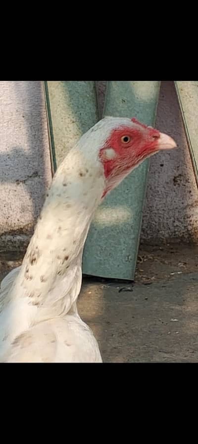 Quality white aseel Murgi for sale