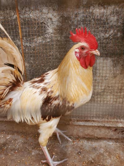 Desi golden misri hen mujhay murghi iron cage