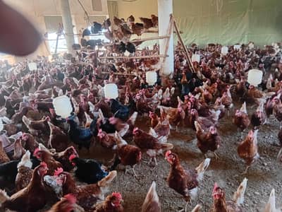 lohman brown Egg lying hens 03005551245