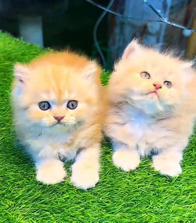 Persian cat kitten for sale. My WhatsApp 03472175246