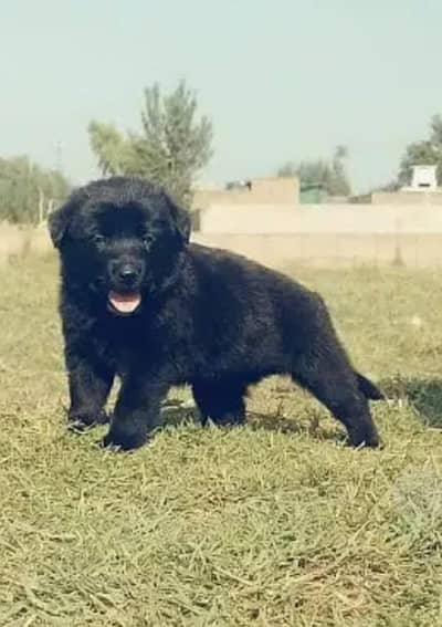 German Shepherd puppy | Long Coat | Puppy | GSD | puppy for sale