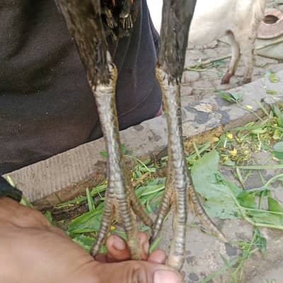 other aseel for sale