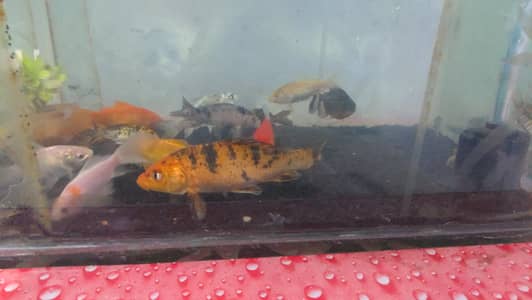 shubunkin diamond koi 3 pacu one albino pleko