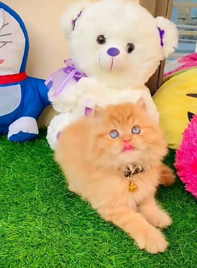 Persian cat kitten for sale. My WhatsApp 03472175246
