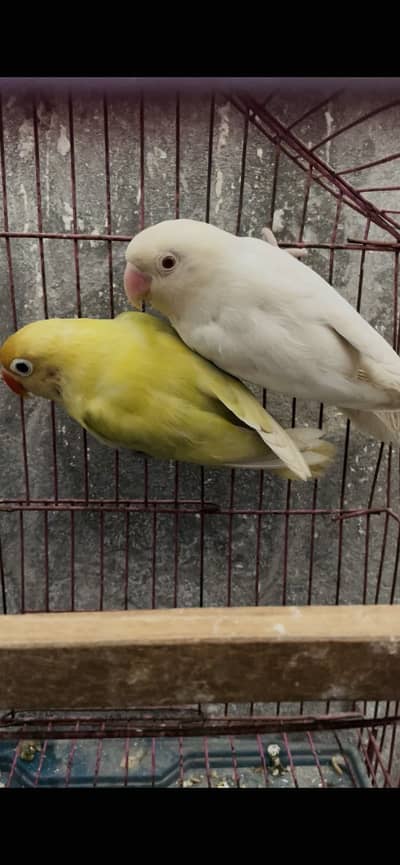albino red eye into parblue pastelino breader pair lovebird
