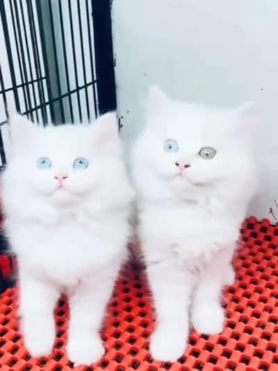 Persian cat kitten for sale. My WhatsApp 03472175246