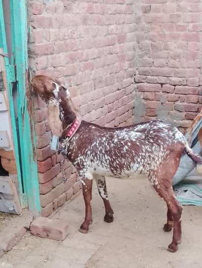 makhichini gaban bakri