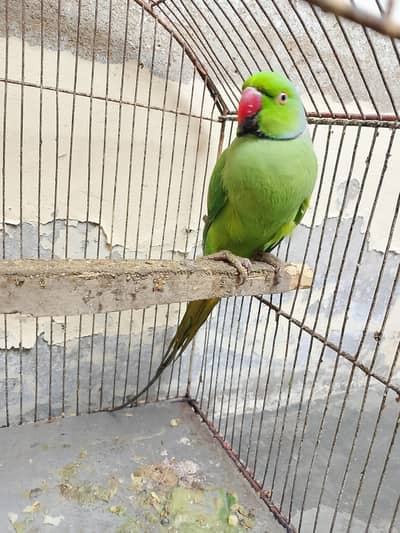 Green Ringneck