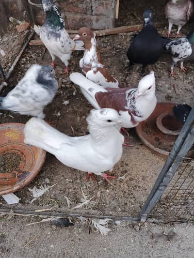fancy pigeons