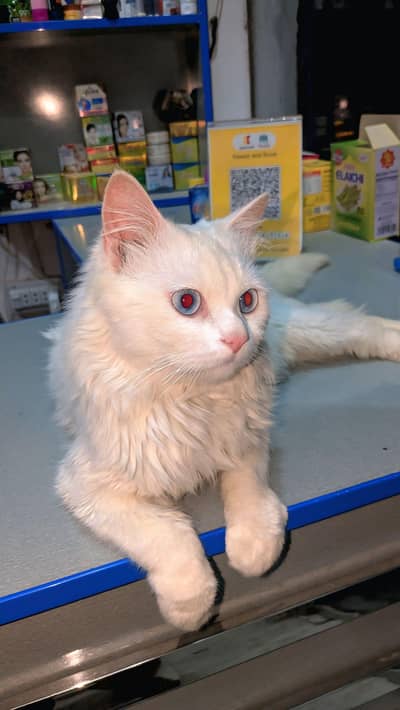 white percian male blue  eyes