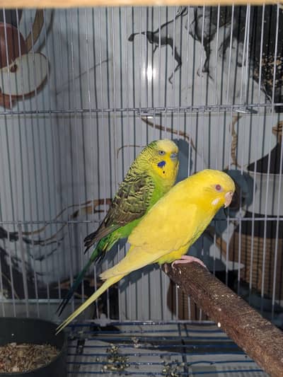 Under Size Budgies