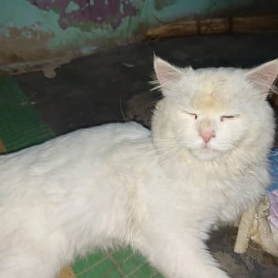 cat name is snow bear 