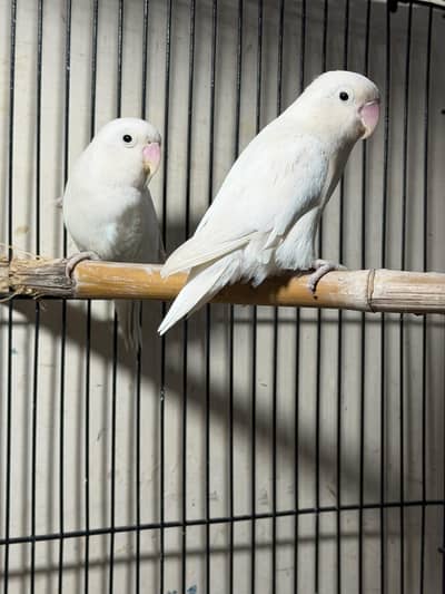 Albino black eye breeder pair