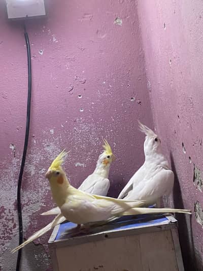 breeder pair with chik