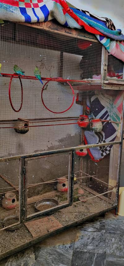 birds and cage both of all sale