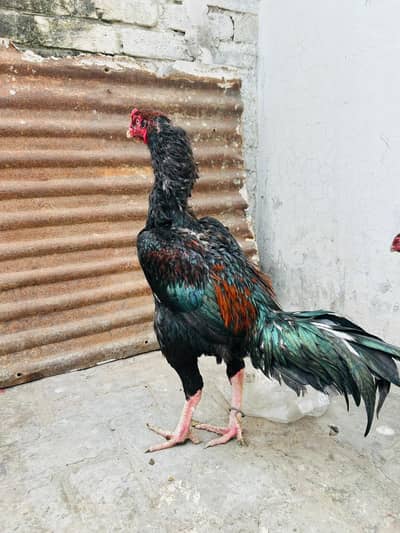 need cash urgent sale  Mashallah jisny bread krwani