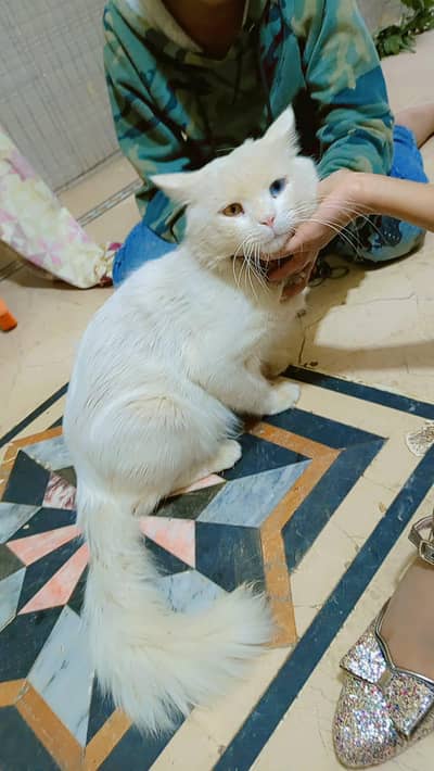 blue and yellow eyes