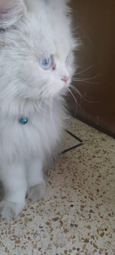 selling my male Persian cat