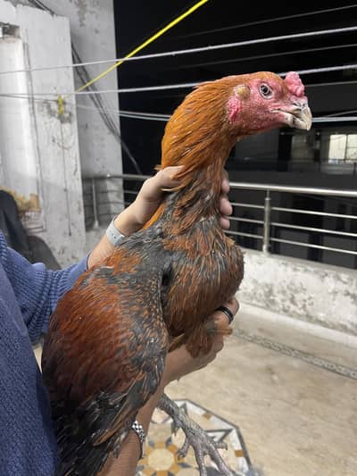 Aseel thai triset  for sale