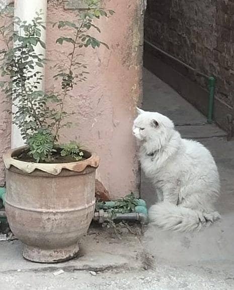 رشین کیٹ فار سیل میل 4