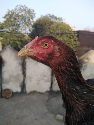 Aseel murghi ready for eggs