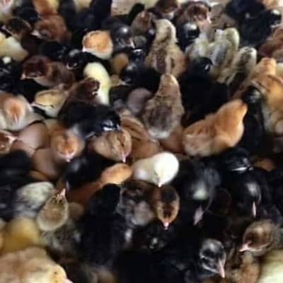 golden misri chicks | australorp chicks  | rir chick | desi chicks
